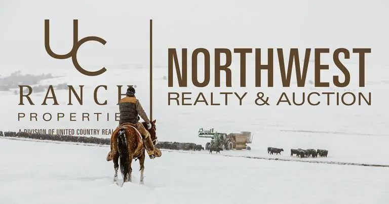 Feeding Cattle in the Montana Winter