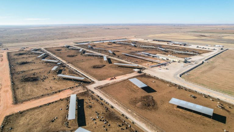 cattle ranch in amherst
