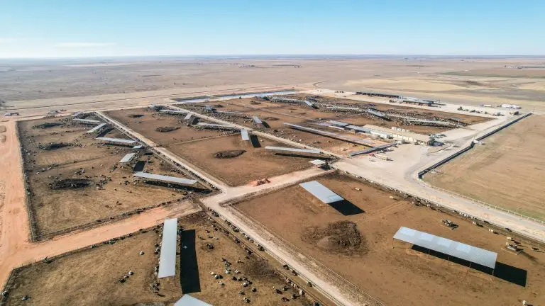 cattle ranch in amherst