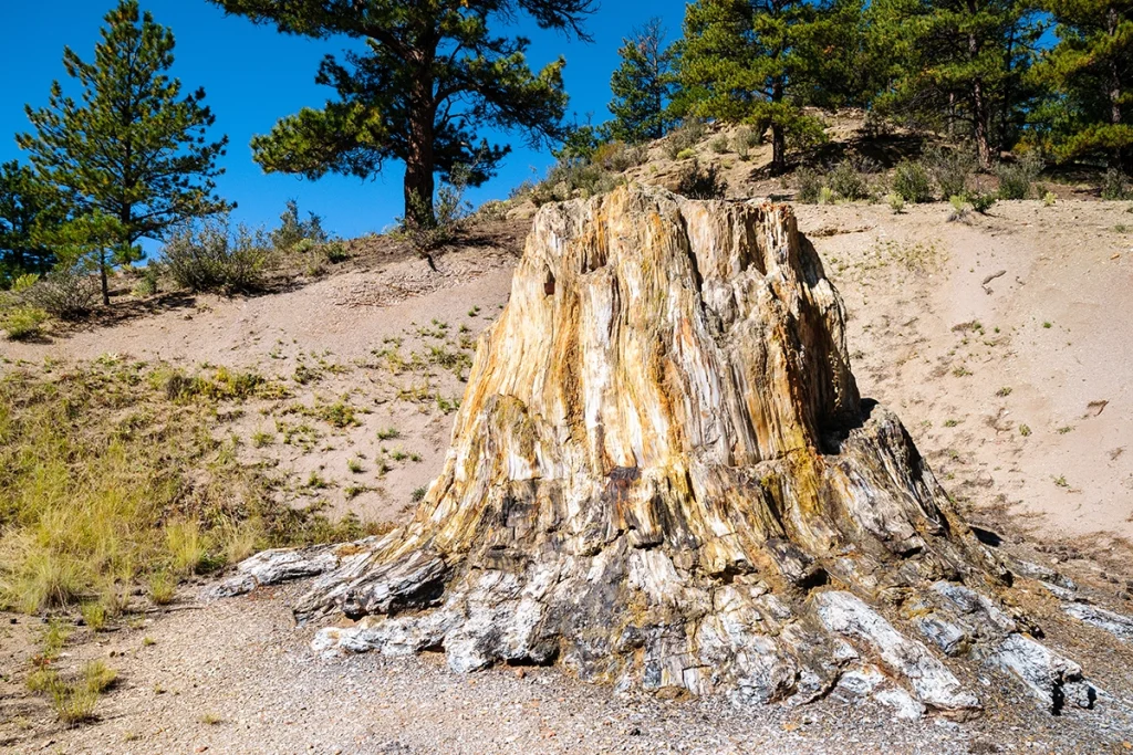 Florissant Fossil Beds National Monument Colorado, USA