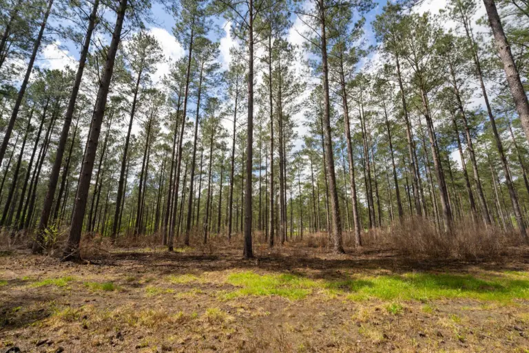 44_41b1771a-b4f0-4321-9190-41d4bc0ccd4c