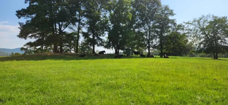 24_5181f05f-a2ae-40cb-8291-261b726cd199