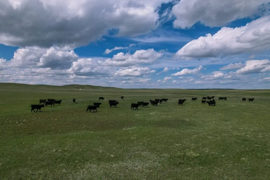 Ranch for Sale in Malta, Montana