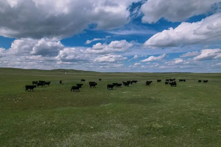Ranch for Sale in Malta, Montana