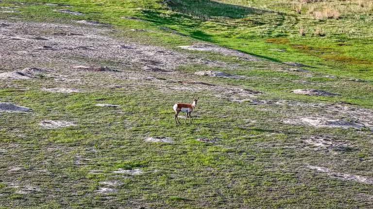 DJI_20240522065826_0075_D