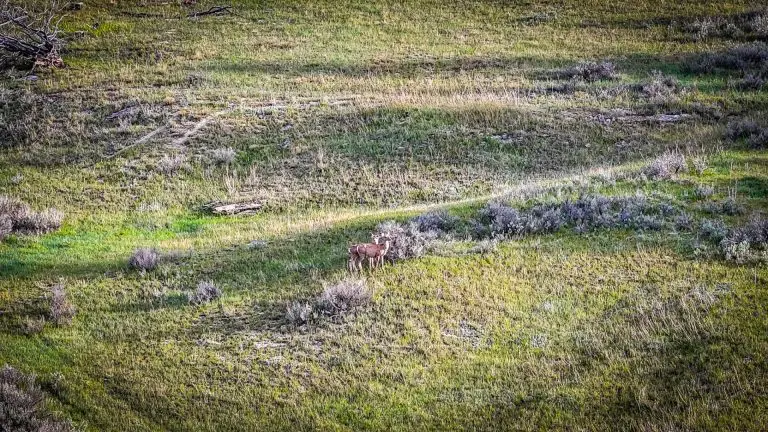 DJI_20240522071850_0077_D (1)