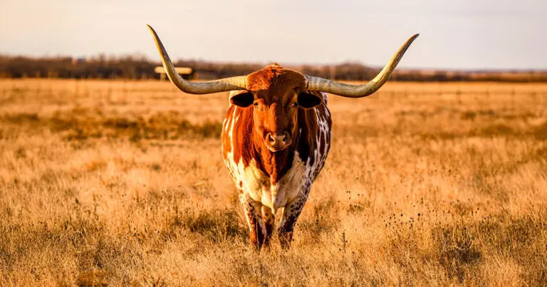 Texas Longhorn and Spanish Influence on Texas Ranching
