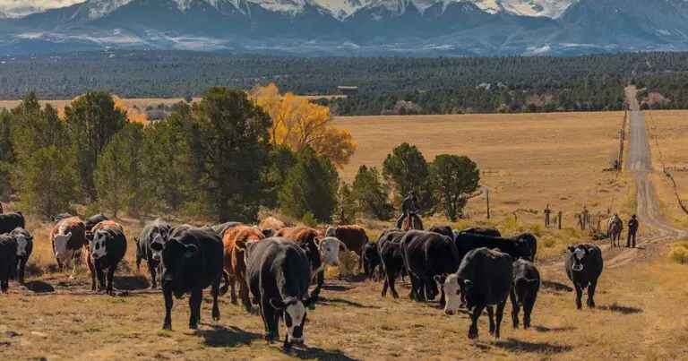 History of Cattle Ranching in Colorado