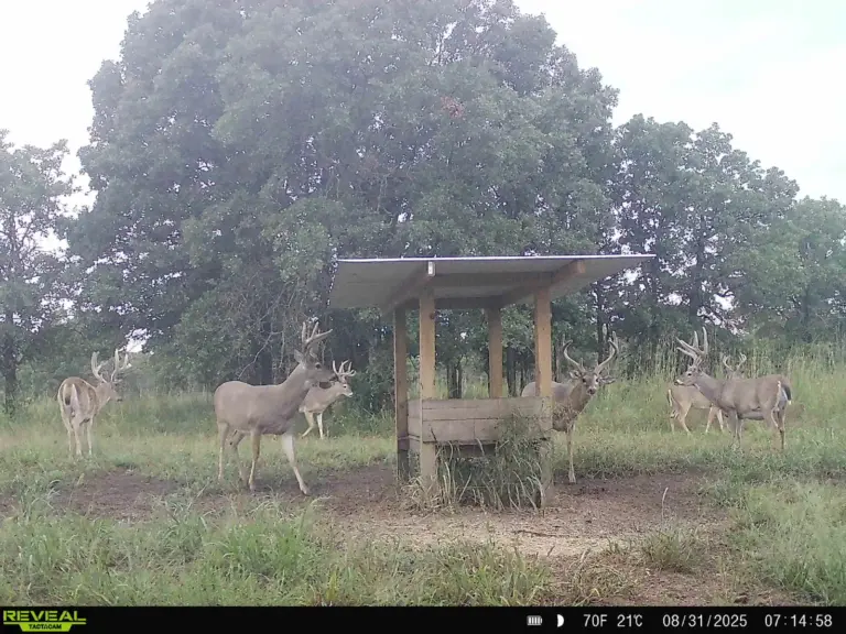 11_66ffd729-269d-48d3-96db-ada2acde535b