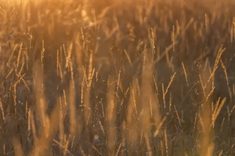 45_91ccae43-33eb-468d-ae16-2570a1ce88fe