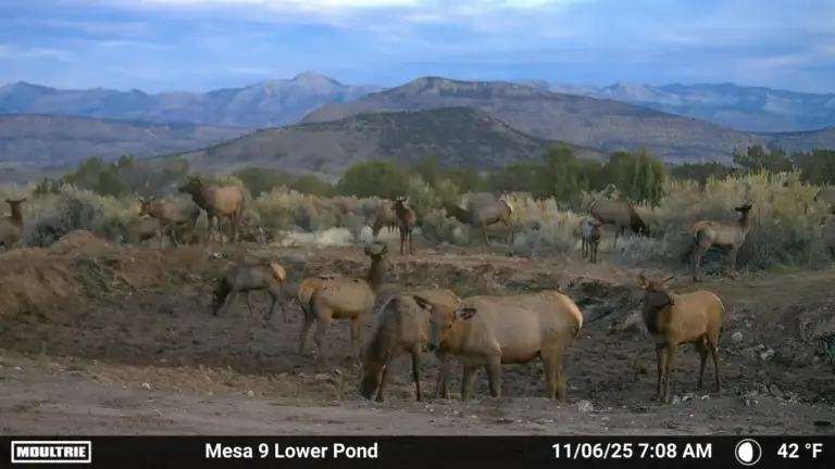 MOULTRIE DIGITAL CAMERA