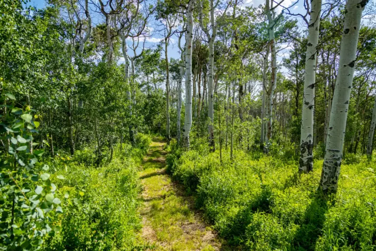 41_61615675-9f23-4609-a67b-f022ad3033cc