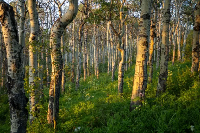 43_f6373c58-08db-4688-bb5a-a7f5e7e0fdfe