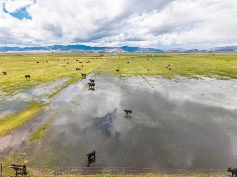 Colorado Cattle Ranch for Sale