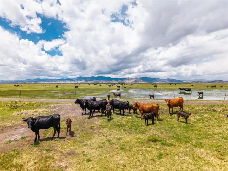 Colorado Cattle Ranch for Sale