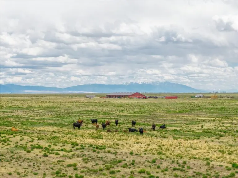 Colorado Cattle Ranch for Sale