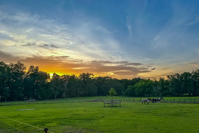 16242 NW 130th St, Williston, FL 32696