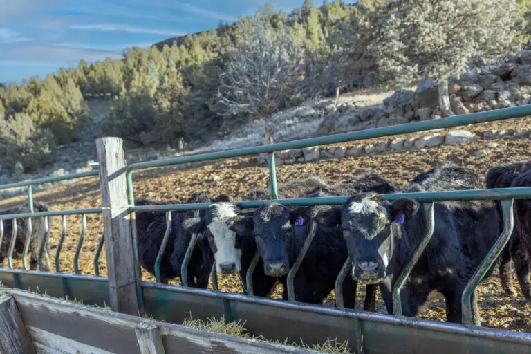 15_0217dd6c-0d86-4211-84fb-37546bcc2a35