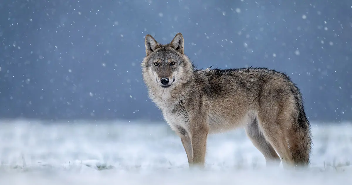 Wolf-Livestock Conflict Minimization Program