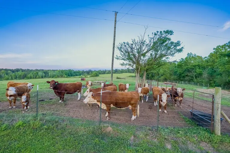 46_f74225e3-f68d-4bc4-a641-f7a3bf3416bc