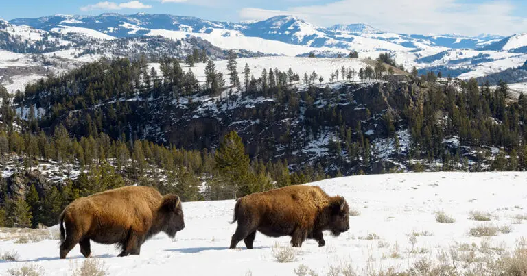Ted Turner - Montana Ranch Legacy