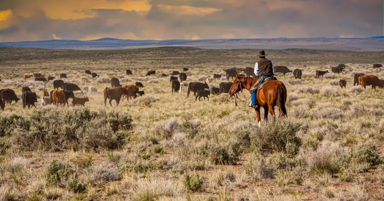 Cattle in the West